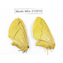 Moths sp. China, Yunnan, Dehong, Yingjiang county. 2Pcs. Moth-Mix-212010.