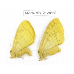 Moths sp. China, Yunnan, Dehong, Yingjiang county. 2Pcs. Moth-Mix-212011.
