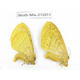 Moths sp. China, Yunnan, Dehong, Yingjiang county. 2Pcs. Moth-Mix-212011.