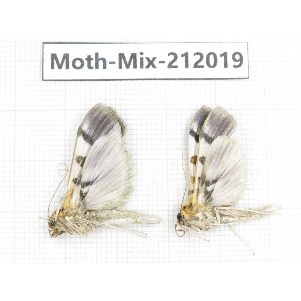 Moths sp. China, Yunnan, Dehong, Yingjiang county. 2Pcs. Moth-Mix-212019.