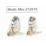 Moths sp. China, Yunnan, Dehong, Yingjiang county. 2Pcs. Moth-Mix-212019.