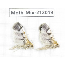 Moths sp. China, Yunnan, Dehong, Yingjiang county. 2Pcs. Moth-Mix-212019.