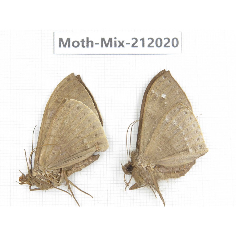 Moths sp. China, Yunnan, Dehong, Yingjiang county. 2Pcs. Moth-Mix-212020.