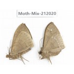 Moths sp. China, Yunnan, Dehong, Yingjiang county. 2Pcs. Moth-Mix-212020.