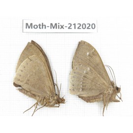 Moths sp. China, Yunnan, Dehong, Yingjiang county. 2Pcs. Moth-Mix-212020.
