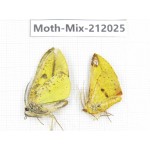 Moths sp. China, Yunnan, Dehong, Yingjiang county. 2Pcs. Moth-Mix-212025.
