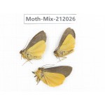 Moths sp. China, Yunnan, Dehong, Yingjiang county. 3Pcs. Moth-Mix-212026.
