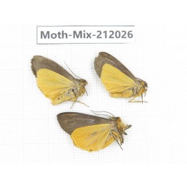 Moths sp. China, Yunnan, Dehong, Yingjiang county. 3Pcs. Moth-Mix-212026.