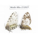 Moths sp. China, Yunnan, Dehong, Yingjiang county. 2Pcs. Moth-Mix-212027.
