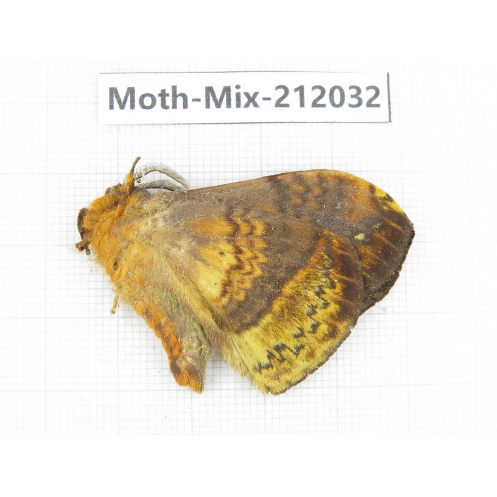Moths sp. China, Yunnan, Dehong, Yingjiang county. 1Pcs. Moth-Mix-212032.