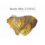 Moths sp. China, Yunnan, Dehong, Yingjiang county. 1Pcs. Moth-Mix-212032.