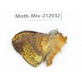 Moths sp. China, Yunnan, Dehong, Yingjiang county. 1Pcs. Moth-Mix-212032.