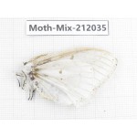Moths sp. China, Yunnan, Dehong, Yingjiang county. 1Pcs. Moth-Mix-212035.