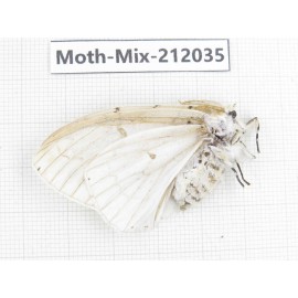 Moths sp. China, Yunnan, Dehong, Yingjiang county. 1Pcs. Moth-Mix-212035.