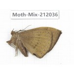 Moths sp. China, Yunnan, Dehong, Yingjiang county. 1Pcs. Moth-Mix-212036.