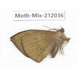 Moths sp. China, Yunnan, Dehong, Yingjiang county. 1Pcs. Moth-Mix-212036.