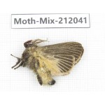 Moths sp. China, Yunnan, Dehong, Yingjiang county. 1Pcs. Moth-Mix-212041.