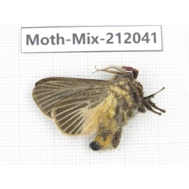Moths sp. China, Yunnan, Dehong, Yingjiang county. 1Pcs. Moth-Mix-212041.