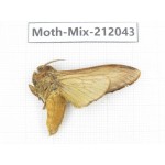 Moths sp. China, Yunnan, Dehong, Yingjiang county. 1Pcs. Moth-Mix-212043.