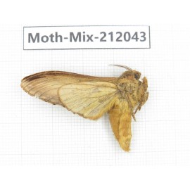 Moths sp. China, Yunnan, Dehong, Yingjiang county. 1Pcs. Moth-Mix-212043.