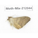 Moths sp. China, Yunnan, Dehong, Yingjiang county. 1Pcs. Moth-Mix-212044.