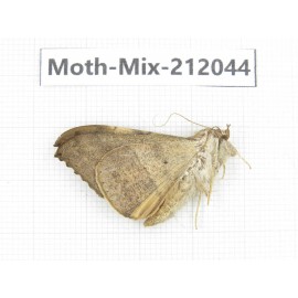 Moths sp. China, Yunnan, Dehong, Yingjiang county. 1Pcs. Moth-Mix-212044.