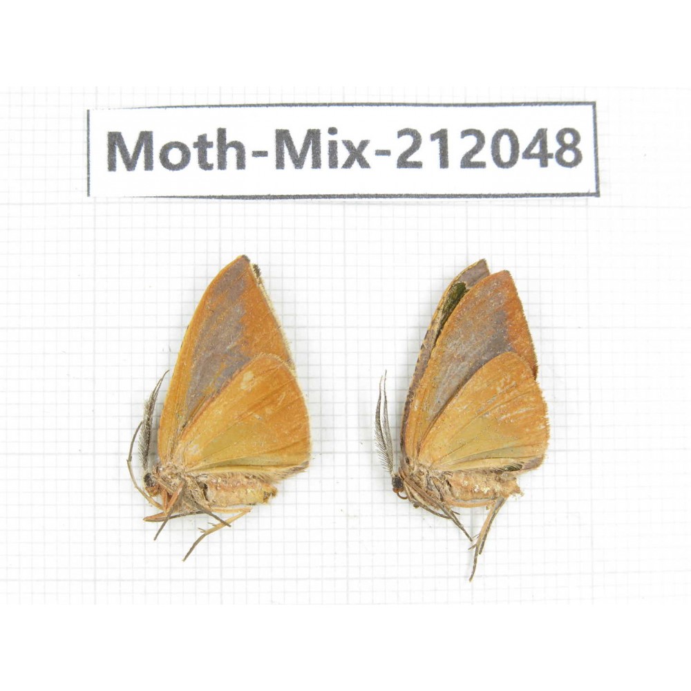 Moths sp. China, Yunnan, Dehong, Yingjiang county. 2Pcs. Moth-Mix-212048.