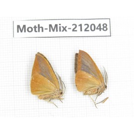 Moths sp. China, Yunnan, Dehong, Yingjiang county. 2Pcs. Moth-Mix-212048.