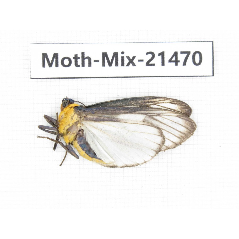 Moths sp. China, Yunnan, Lijiang, S of Mt.Yunling. 1M. Moth-Mix-21470.