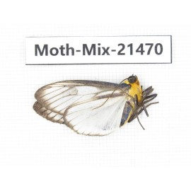Moths sp. China, Yunnan, Lijiang, S of Mt.Yunling. 1M. Moth-Mix-21470.