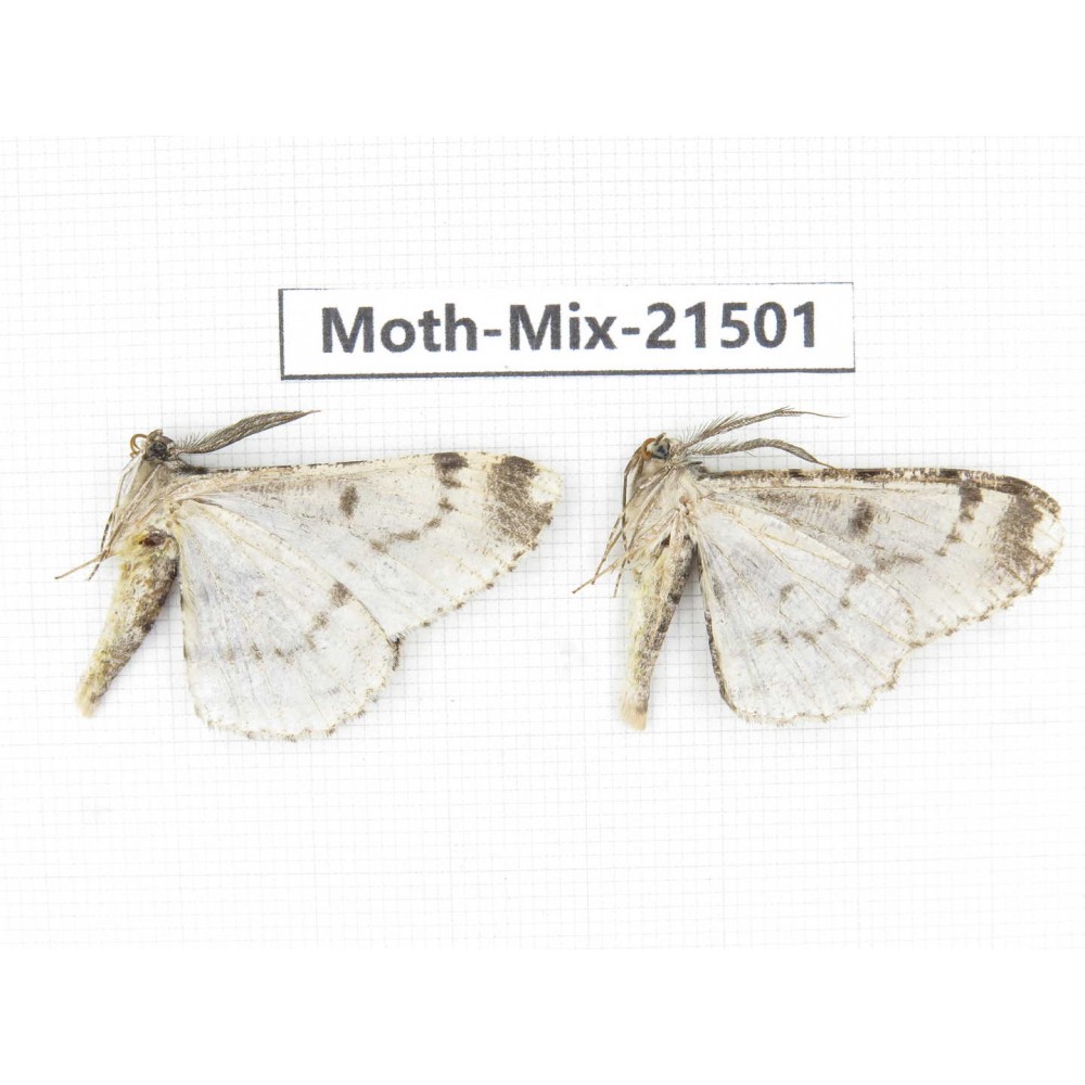 Moths sp. China, Yunnan, Lijiang, S of Mt.Yunling. 2M. Moth-Mix-21501.