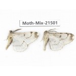 Moths sp. China, Yunnan, Lijiang, S of Mt.Yunling. 2M. Moth-Mix-21501.