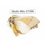 Moths sp. China, Yunnan, Lijiang, S of Mt.Yunling. 1M. Moth-Mix-21506.