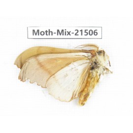 Moths sp. China, Yunnan, Lijiang, S of Mt.Yunling. 1M. Moth-Mix-21506.