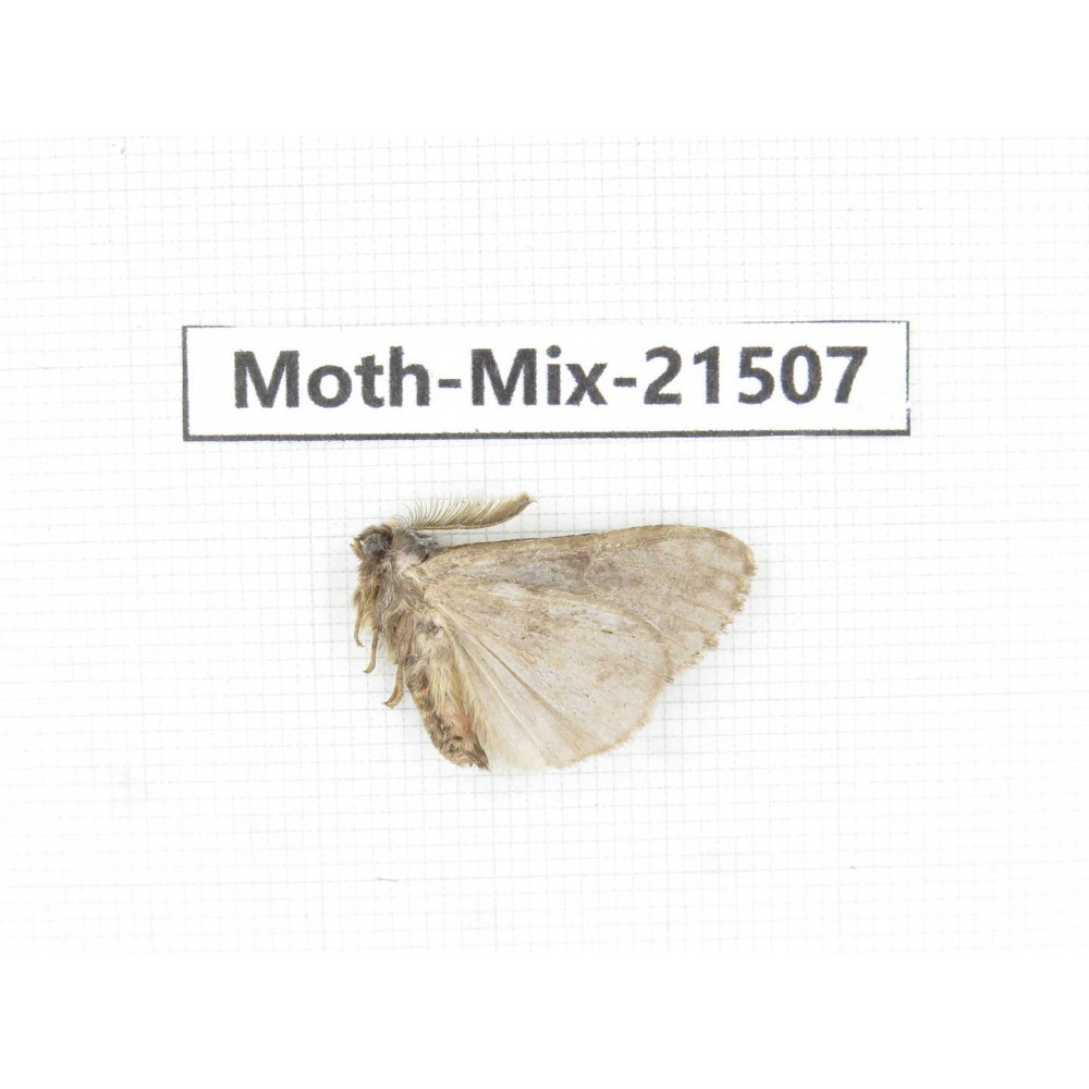 Moths sp. China, Yunnan, Lijiang, S of Mt.Yunling. 1M. Moth-Mix-21507.