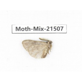 Moths sp. China, Yunnan, Lijiang, S of Mt.Yunling. 1M. Moth-Mix-21507.