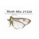 Moths sp. China, Yunnan, Lijiang, S of Mt.Yunling. 1M. Moth-Mix-21520.