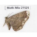 Moths sp. China, Yunnan, Lijiang, S of Mt.Yunling. 1Pcs. Moth-Mix-21525.