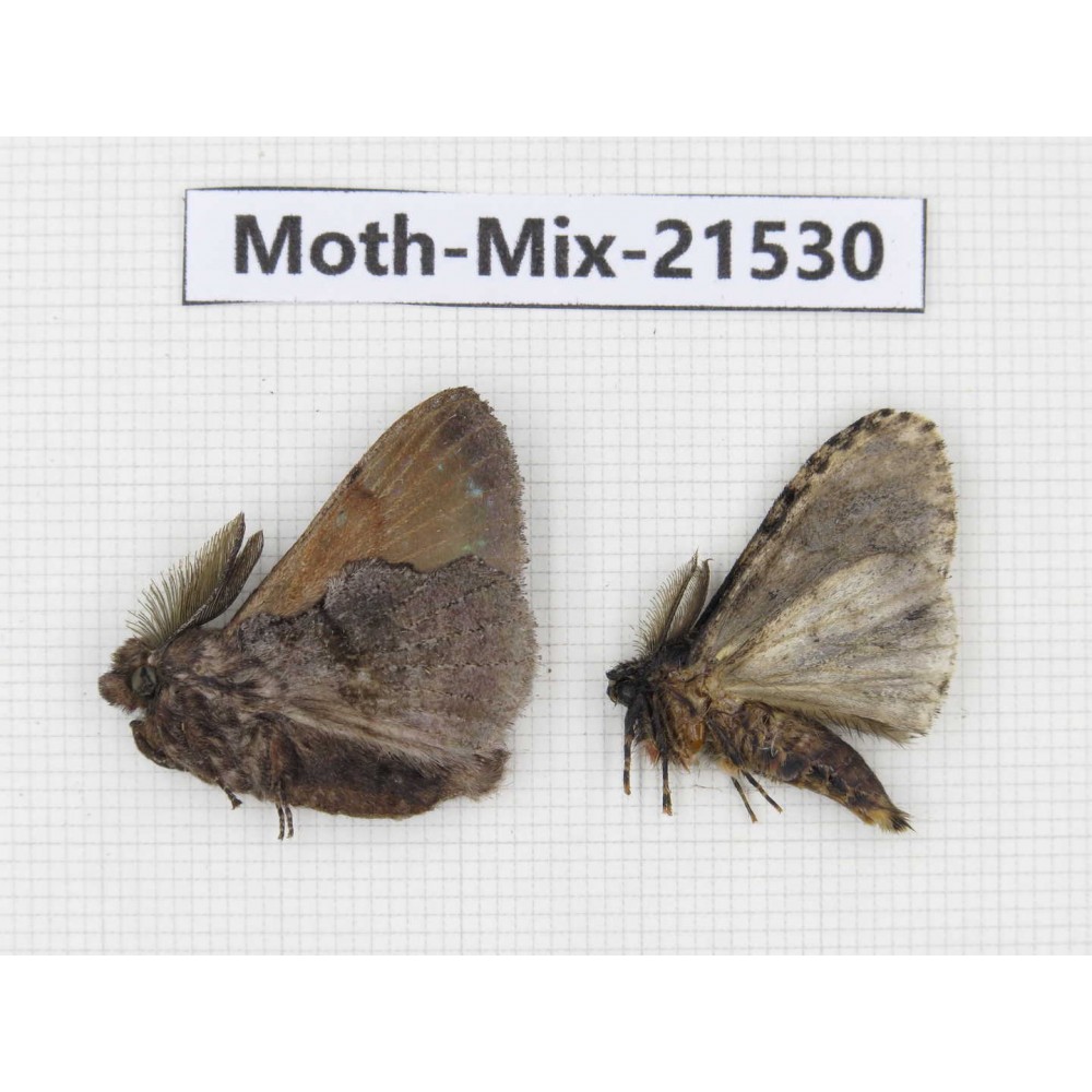 Moths sp. China, Yunnan, Lijiang, S of Mt.Yunling. 2Pcs. Moth-Mix-21530.