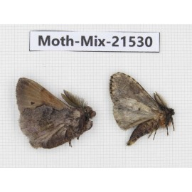 Moths sp. China, Yunnan, Lijiang, S of Mt.Yunling. 2Pcs. Moth-Mix-21530.