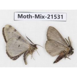 Moths sp. China, Yunnan, Lijiang, S of Mt.Yunling. 2M. Moth-Mix-21531.