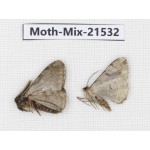 Moths sp. China, Yunnan, Lijiang, S of Mt.Yunling. 2Pcs. Moth-Mix-21532.