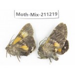 Moths sp. China, Yunnan, Nujiang valley, N of Mt.Biluoxueshan. 2Pcs. Moth-Mix-211219.