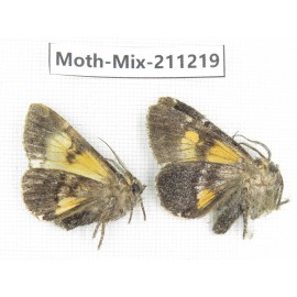 Moths sp. China, Yunnan, Nujiang valley, N of Mt.Biluoxueshan. 2Pcs. Moth-Mix-211219.