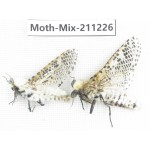 Moths sp. China, Yunnan, Nujiang valley, N of Mt.Biluoxueshan. 2Pcs. Moth-Mix-211226.