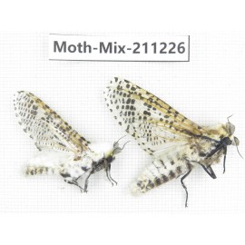 Moths sp. China, Yunnan, Nujiang valley, N of Mt.Biluoxueshan. 2Pcs. Moth-Mix-211226.