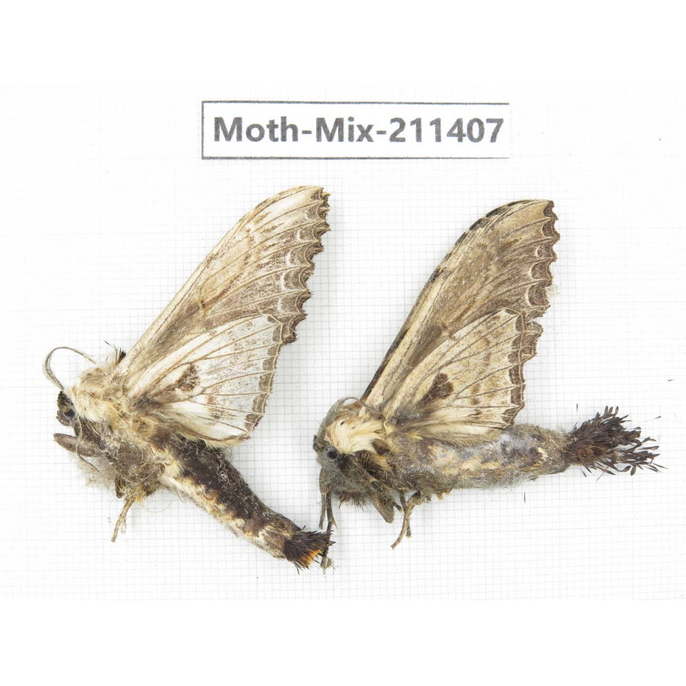 Moths sp. China, Yunnan, Nujiang valley, N of Mt.Biluoxueshan. 2Pcs. Moth-Mix-211407.