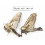 Moths sp. China, Yunnan, Nujiang valley, N of Mt.Biluoxueshan. 2Pcs. Moth-Mix-211407.