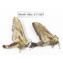 Moths sp. China, Yunnan, Nujiang valley, N of Mt.Biluoxueshan. 2Pcs. Moth-Mix-211407.
