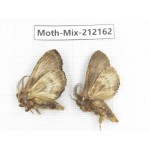 Moths sp. China, Yunnan, Nujiang valley, N of Mt.Biluoxueshan. 2Pcs. Moth-Mix-212162.
